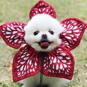 Meet your Posher, Jess